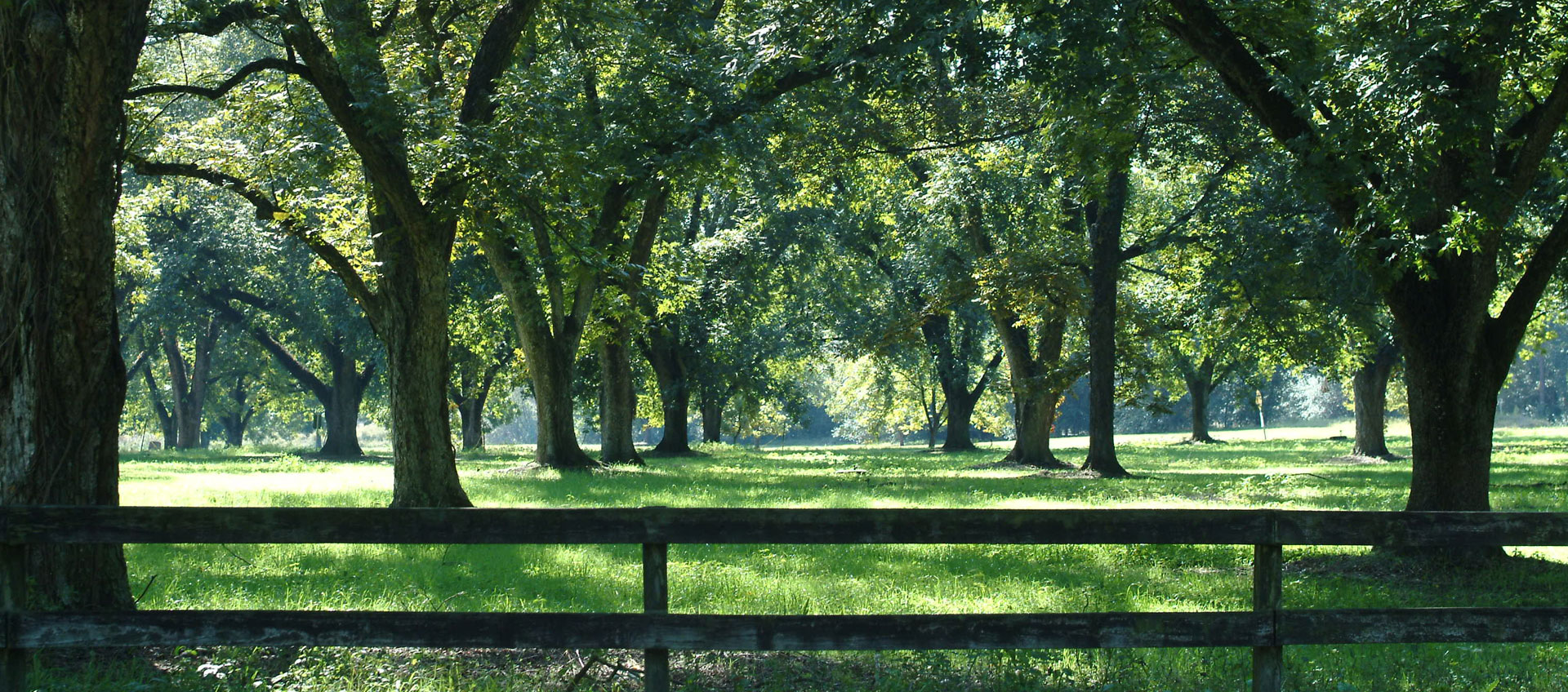 Pecan Grove